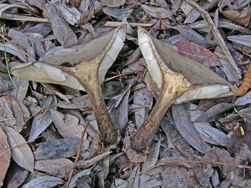 Melanoleuca da determinare.